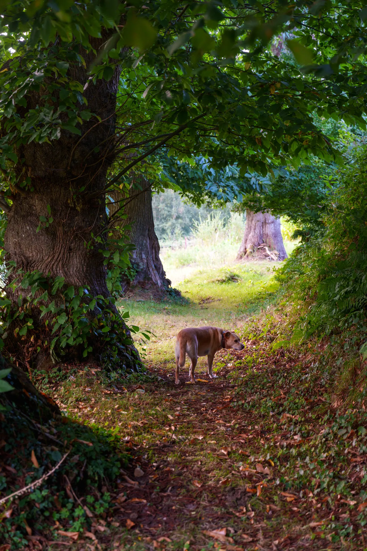 Chien Shadow sous les châtaigniers de la propriété