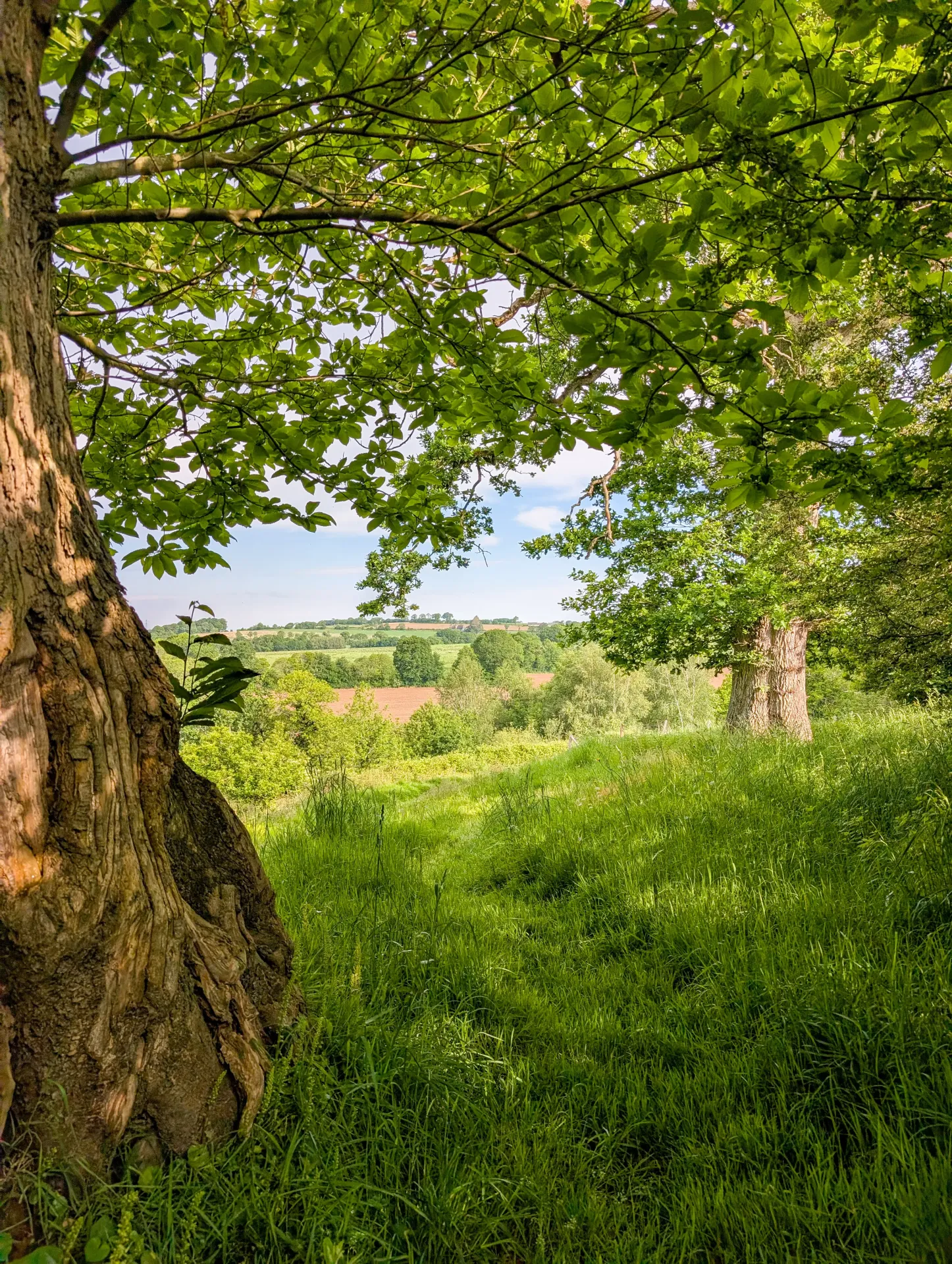 Arbre de la propriété