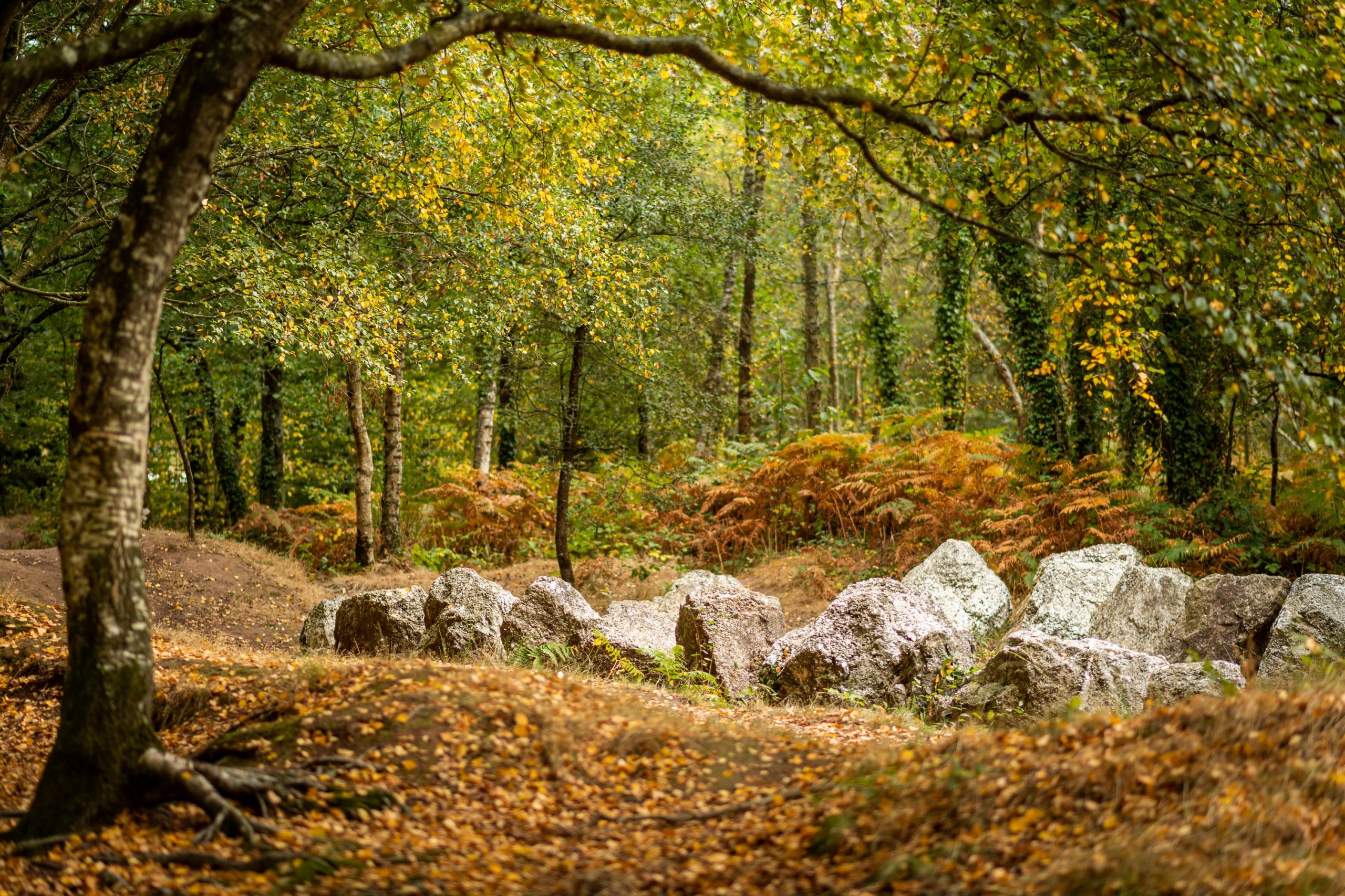 Forêt de Brocéliande