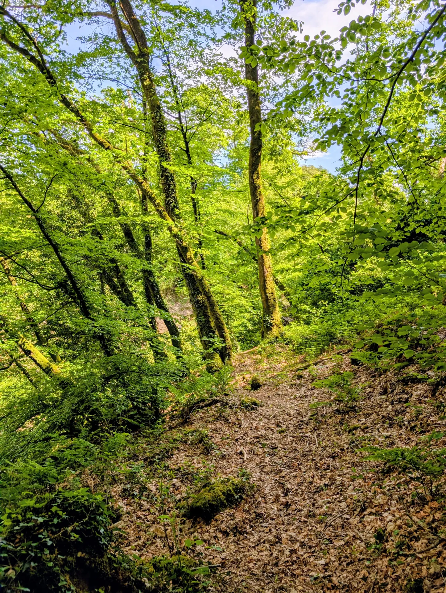 Forêt aux Fées du Buron