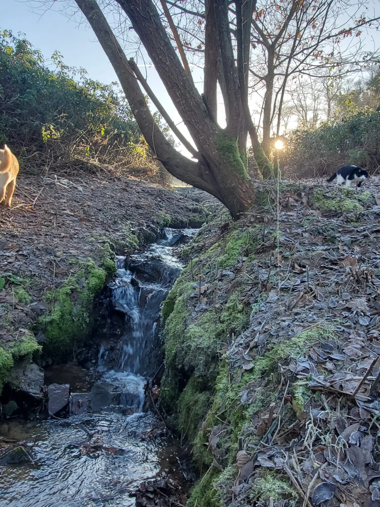 Le ruisseau de la propriété